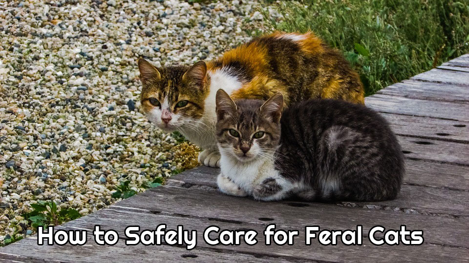 How do you care for a cat?